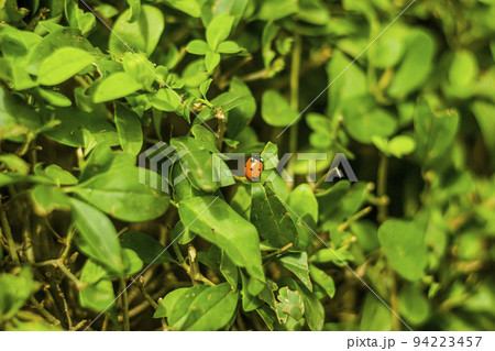 ladybug crawling on the leaves of green bush ladybug crawling on the leaves of green bush 94223457