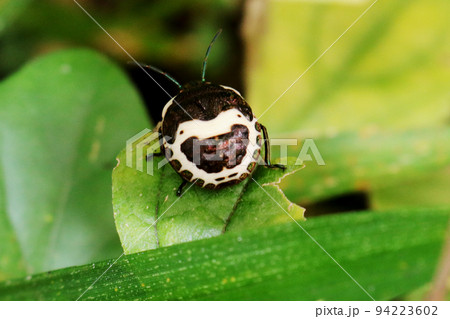 顔のような模様を持つカメムシ　 94223602