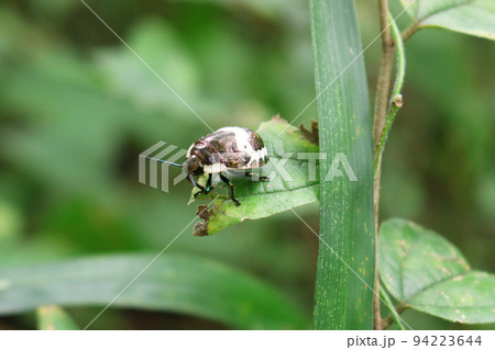 白黒のカメムシ　アカスジキンカメムシの幼虫 94223644