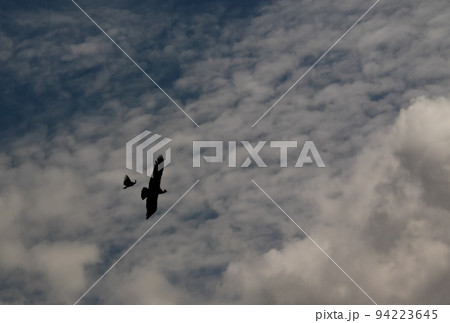Condors above the Colca canyon at Condor Cross or Cruz Del Condor viewpoint, Chivay, Peru 94223645