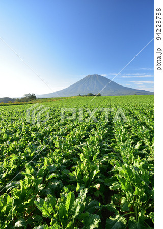 初秋の北海道倶知安町で実りを迎えたビート畑と羊蹄山の風景を撮影 94223738