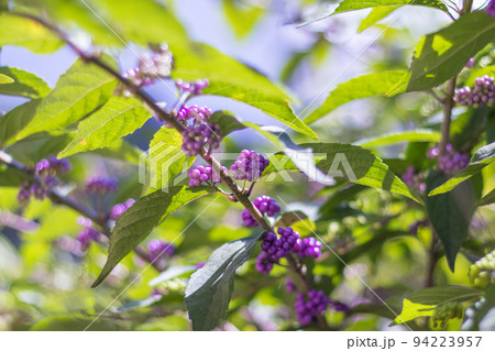 コムラサキ　1 94223957