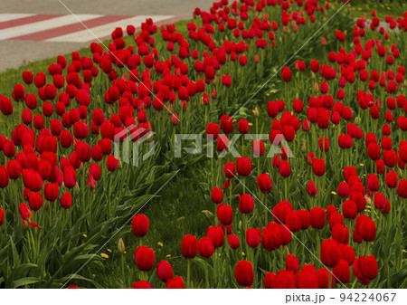 a rows of red tulips 94224067
