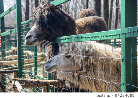 a heads of camels (camelus bactrianus) 94224089