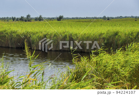 a wide reed marshland in Ukrainian part of Danube delta, Ukraine a wide reed marshland in Ukrainian part of Danube delta, Ukraine 94224107