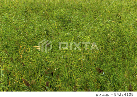 background of green reed marshland 94224109