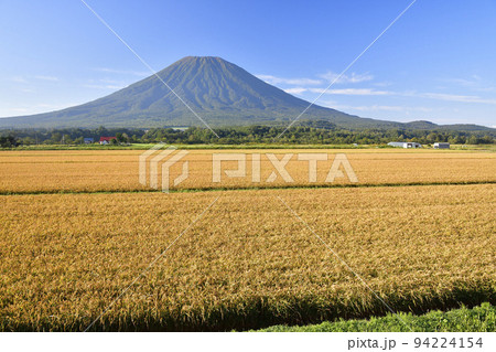 初秋の北海道倶知安町で実りを迎えた水田と羊蹄山の風景を撮影 初秋の北海道倶知安町で実りを迎えた水田と羊蹄山の風景を撮影 94224154