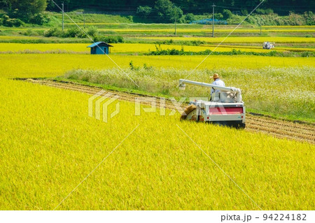 稲刈り 94224182