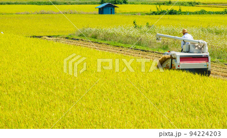 稲刈り 94224203