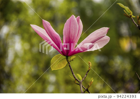 a blossoming purple magnolia (Magnolia liliiflora) 94224393