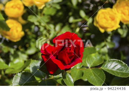 blossoming red rose blossoming red rose 94224436
