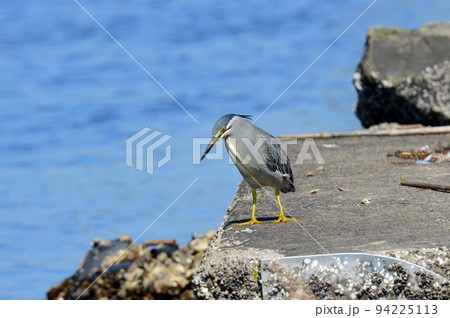 ササゴイ ササゴイ 94225113