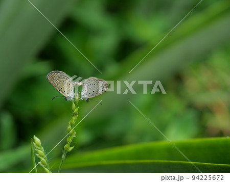 Two Tiny Grass Blue Butterfly mating on tree plant with natural green leaf in background , Thailand 94225672