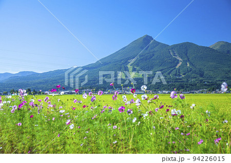 コスモスと磐梯山 コスモスと磐梯山 94226015