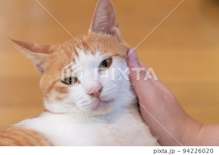 猫を撫でる　茶トラ白 94226020