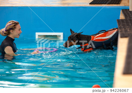 Dog trainer at the swimming pool, teaching the dog to swim. Dog trainer at the swimming pool, teaching the dog to swim. 94226067
