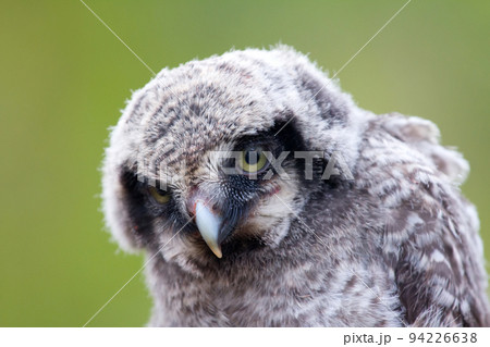 Cute fluffy owlet Cute fluffy owlet 94226638