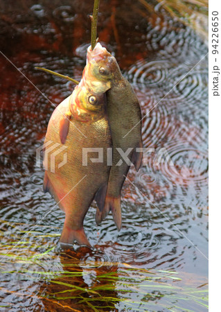 Fresh fish and old ways of its preservation 4. Bream 94226650