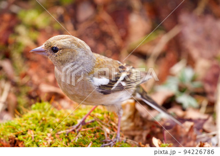 chaffinch chaffinch 94226786