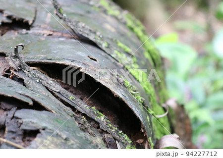 森の中で自然の力で土に戻っていく枯れ木 94227712