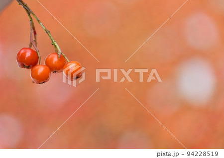 rowanberry fruit food botanical red foodstuff ripe harvest rowanberry fruit food botanical red foodstuff ripe harvest 94228519