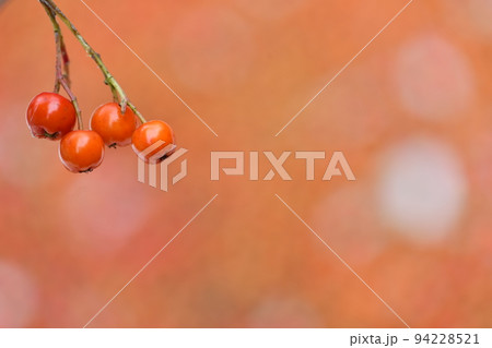rowanberry fruit food botanical red foodstuff ripe harvest rowanberry fruit food botanical red foodstuff ripe harvest 94228521