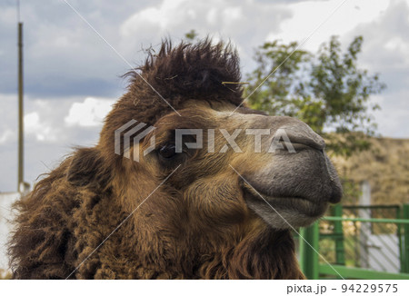 a head of camel (camelus bactrianus) a head of camel (camelus bactrianus) 94229575