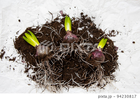 Hyacinth bulbs lie on the ground, transplanted into a pot. Spring mood. View from above. Hyacinth bulbs lie on the ground, transplanted into a pot. Spring mood. View from above. 94230817