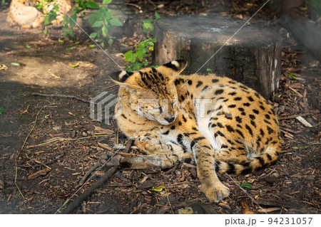A very beautiful colorful serval lies and washes. Serval in the zoo. A very beautiful colorful serval lies and washes. Serval in the zoo. 94231057