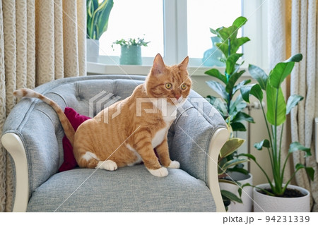 Big red funny cat sitting on a velvet chair at home Big red funny cat sitting on a velvet chair at home 94231339