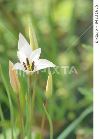 チューリップ 94231655