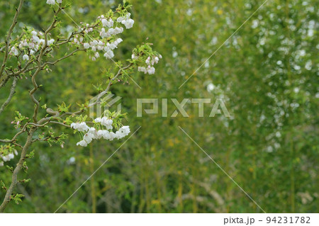 大島桜 大島桜 94231782