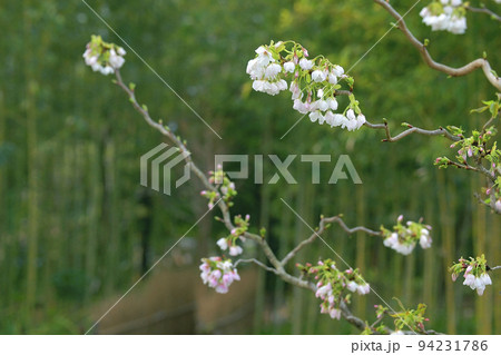 大島桜 94231786