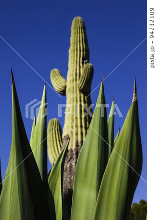 Sugaro cactus against blue sky 94232109
