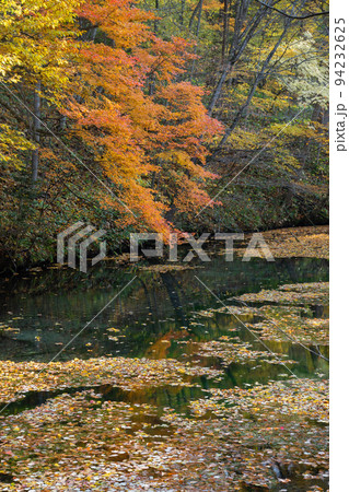 落ち葉が浮かぶ公園の池　鳥沼公園 94232625