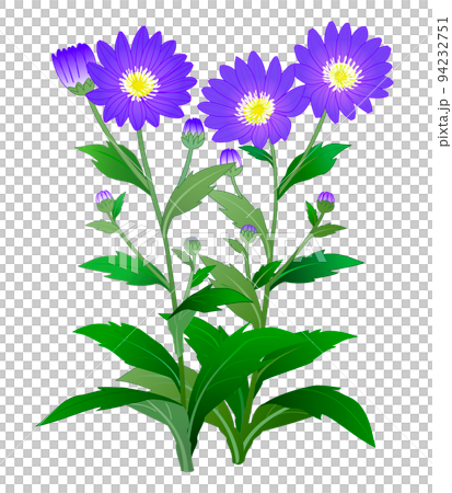 Wild Grass Miyako Wasure 94232751