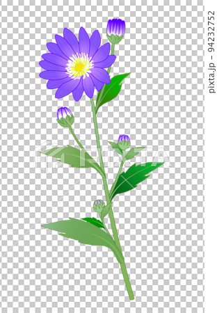 Wildflowers Miyako wasure flower Wildflowers Miyako wasure flower 94232752