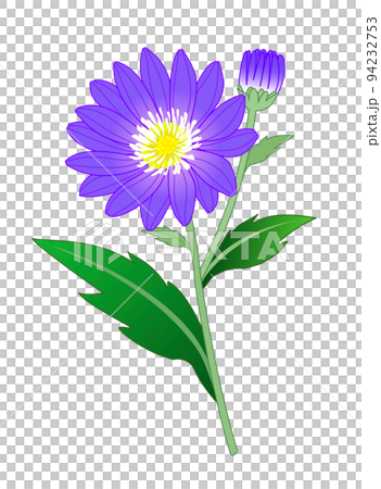山野草　ミヤコワスレ　花 94232753