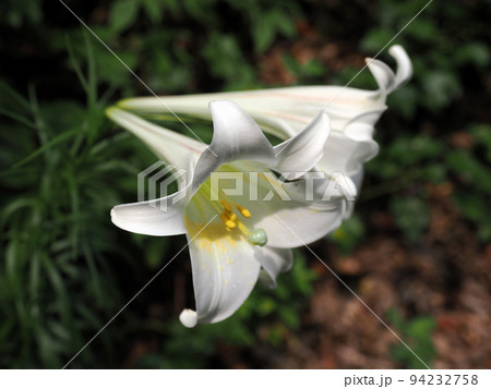 タカサゴユリ（白百合） 94232758