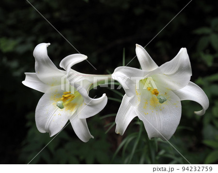 タカサゴユリ（白百合） 94232759
