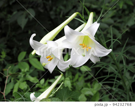 タカサゴユリ（白百合） 94232768