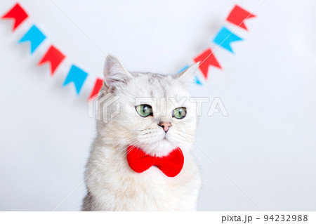 Portrait of a sad white cat in a red bow tie sitting on a white background under colorful flags. 94232988