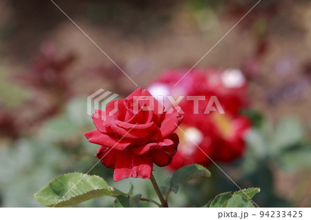 荒尾市　おもやい市民花壇　バラの花、 94233425