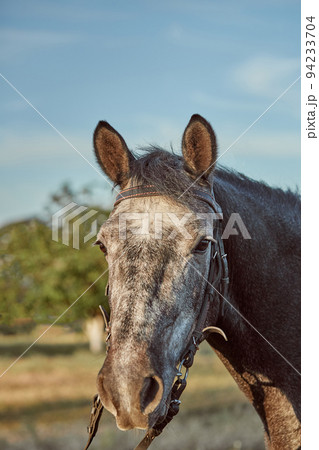 Beautiful brown horse, close-up of white muzzle, cute look, mane, background of running field, corral, trees Beautiful brown horse, close-up of white muzzle, cute look, mane, background of running field, corral, trees 94233704
