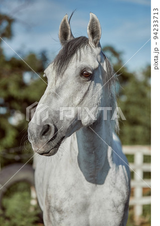 Beautiful grey horse in White Apple, close-up of muzzle, cute look, mane, background of running field, corral, trees Beautiful grey horse in White Apple, close-up of muzzle, cute look, mane, background of running field, corral, trees 94233713
