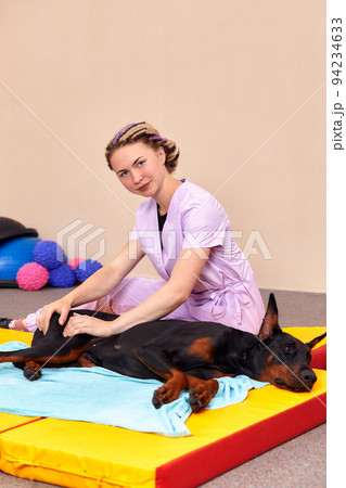 pet physical therapist make massage for beagle dogs. Physiotherapy in veterinary clinic 94234633