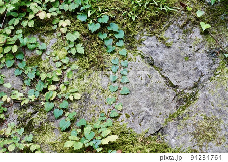 石垣に生える苔と蔦　壁の背景 94234764