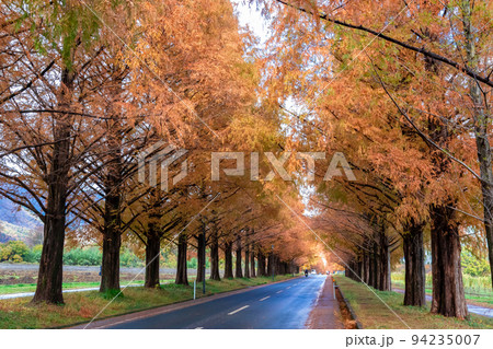 秋の滋賀県高島市で出会った、メタセコイア並木の紅葉と隙間から見える青空 94235007