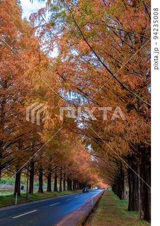 秋の滋賀県高島市で出会った、メタセコイア並木の紅葉と隙間から見える空 94235008