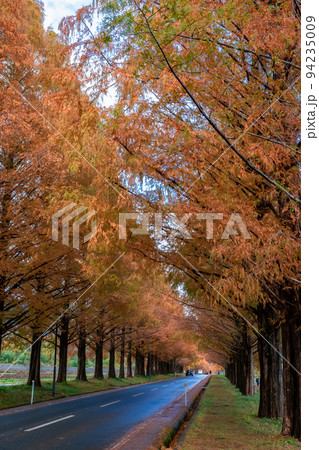 秋の滋賀県高島市で出会った、メタセコイア並木の紅葉と隙間から見える空 94235009